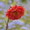 Geum 'Flames Of Passion'