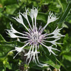 Centaurea montana 'Alba'